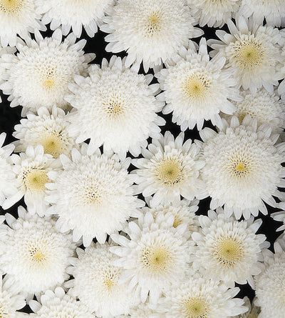 4 kpl Marketta 'Double White'