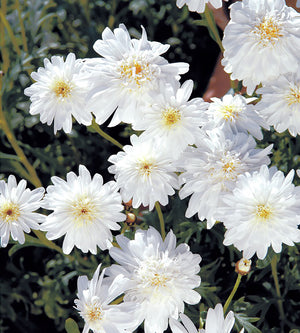 4 kpl Marketta 'Double White'