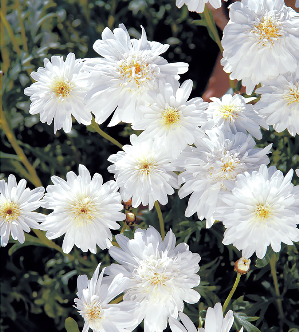 4 kpl Marketta 'Double White'