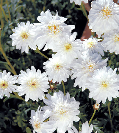 4 kpl Marketta 'Double White'