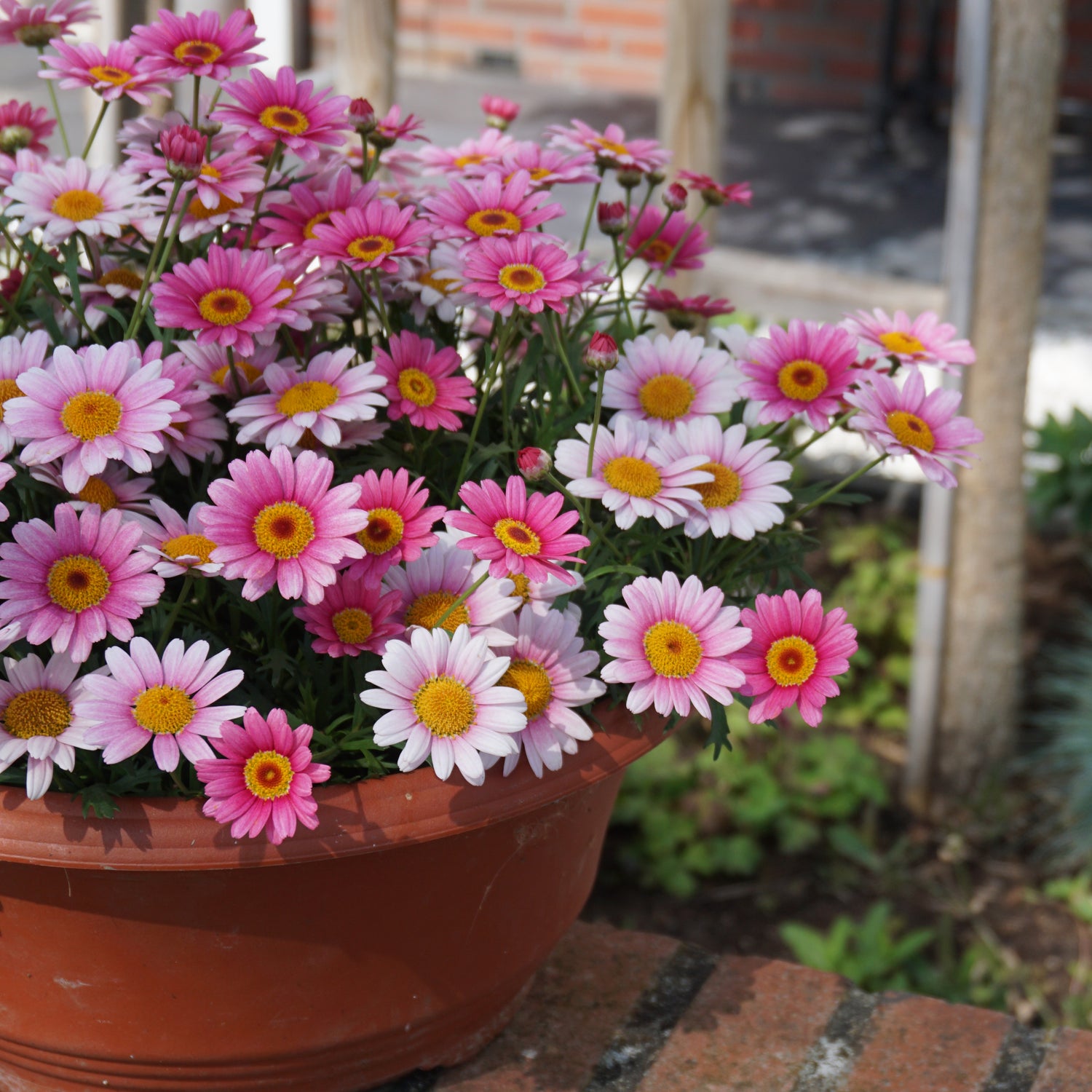 4 kpl Marketta 'Pink Halo'