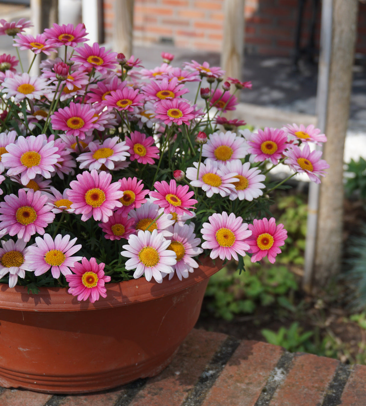 4 kpl Marketta 'Pink Halo'