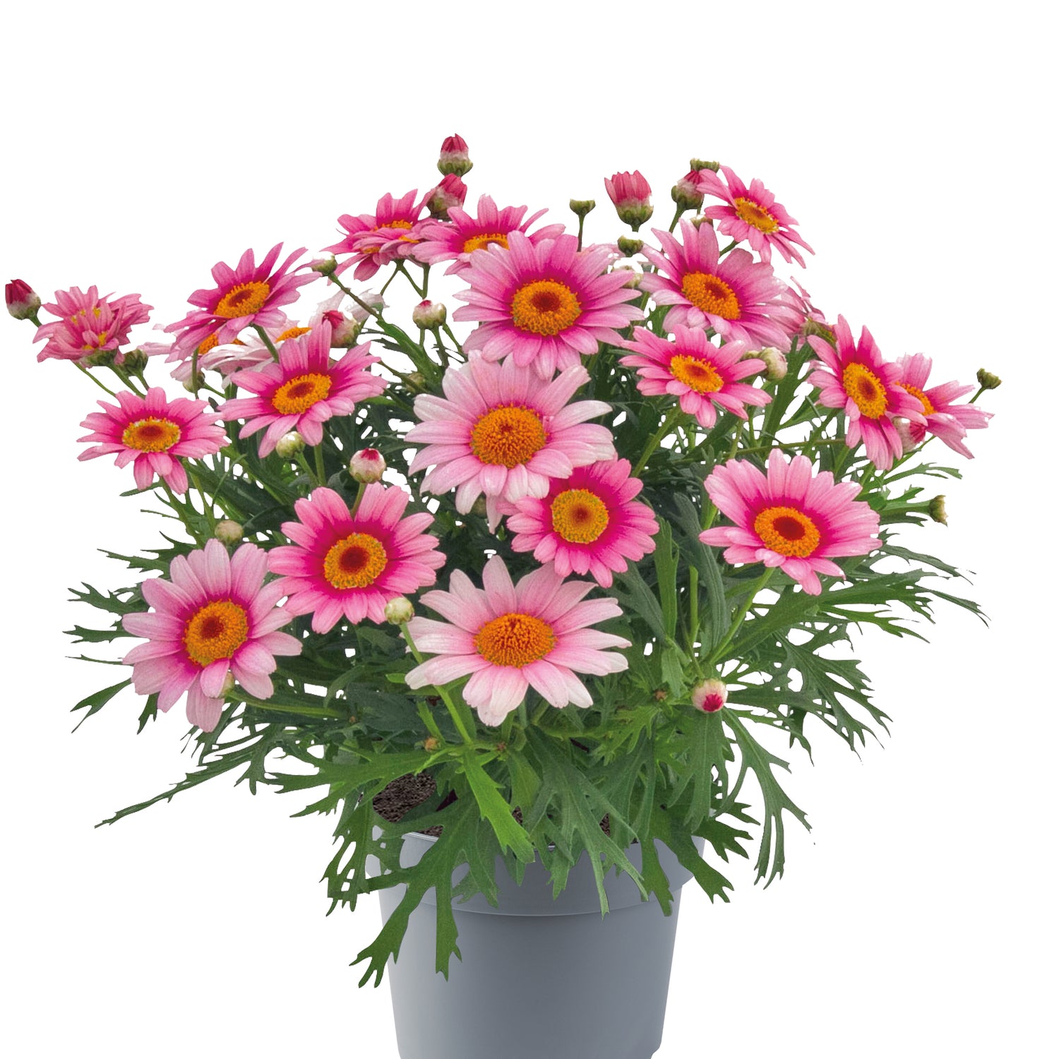 4 kpl Marketta 'Pink Halo'