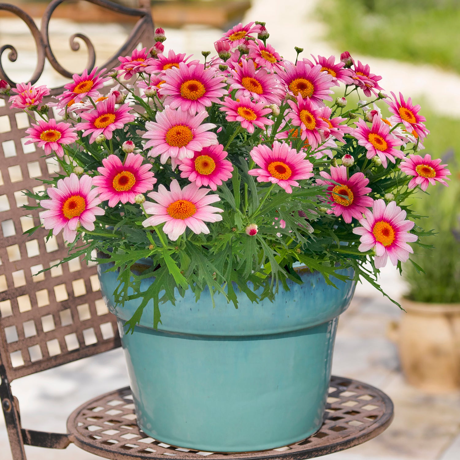 4 kpl Marketta 'Pink Halo'