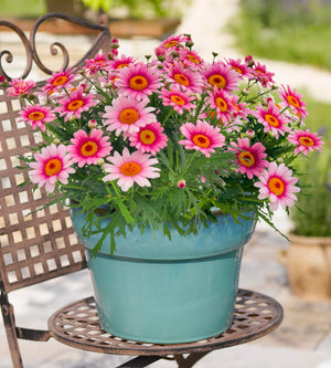 4 kpl Marketta 'Pink Halo'