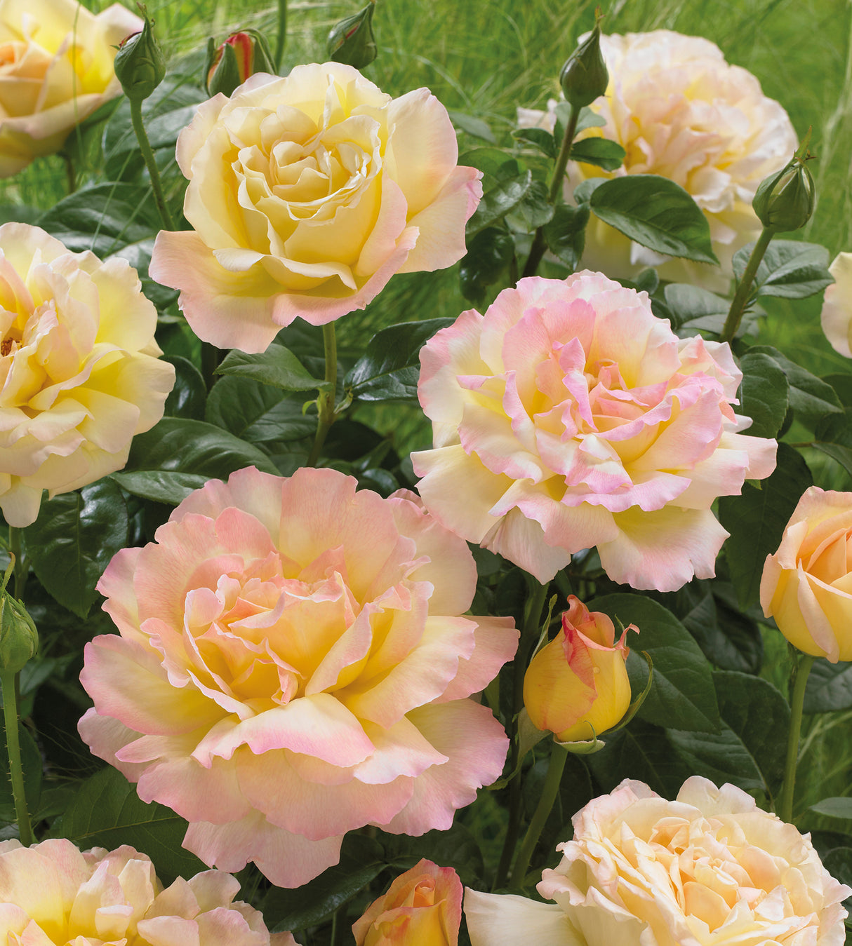 1 kpl Ruusu ’Mme Meilland’