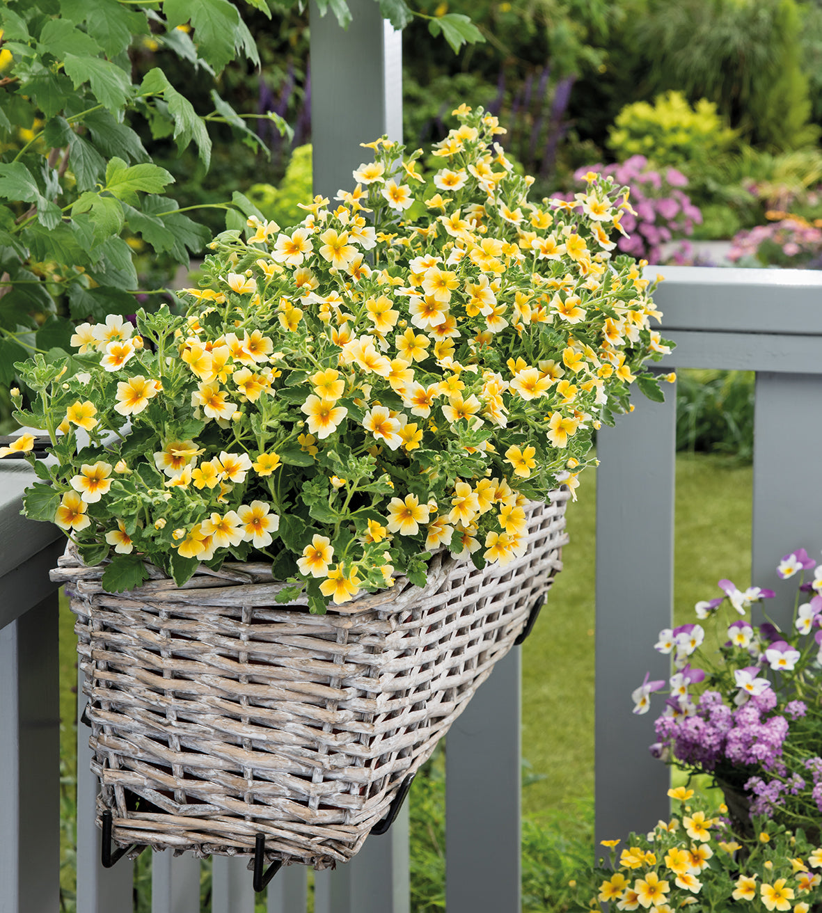 5 kpl Briitankukka 'Goldstar Yellow'
