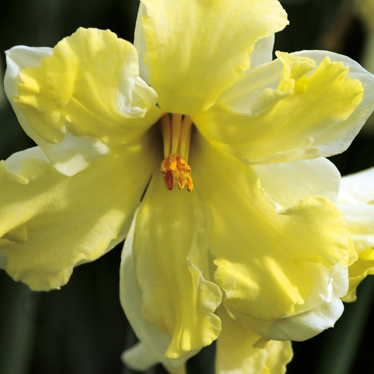 5 kpl Narsissi ’Banana Splash’