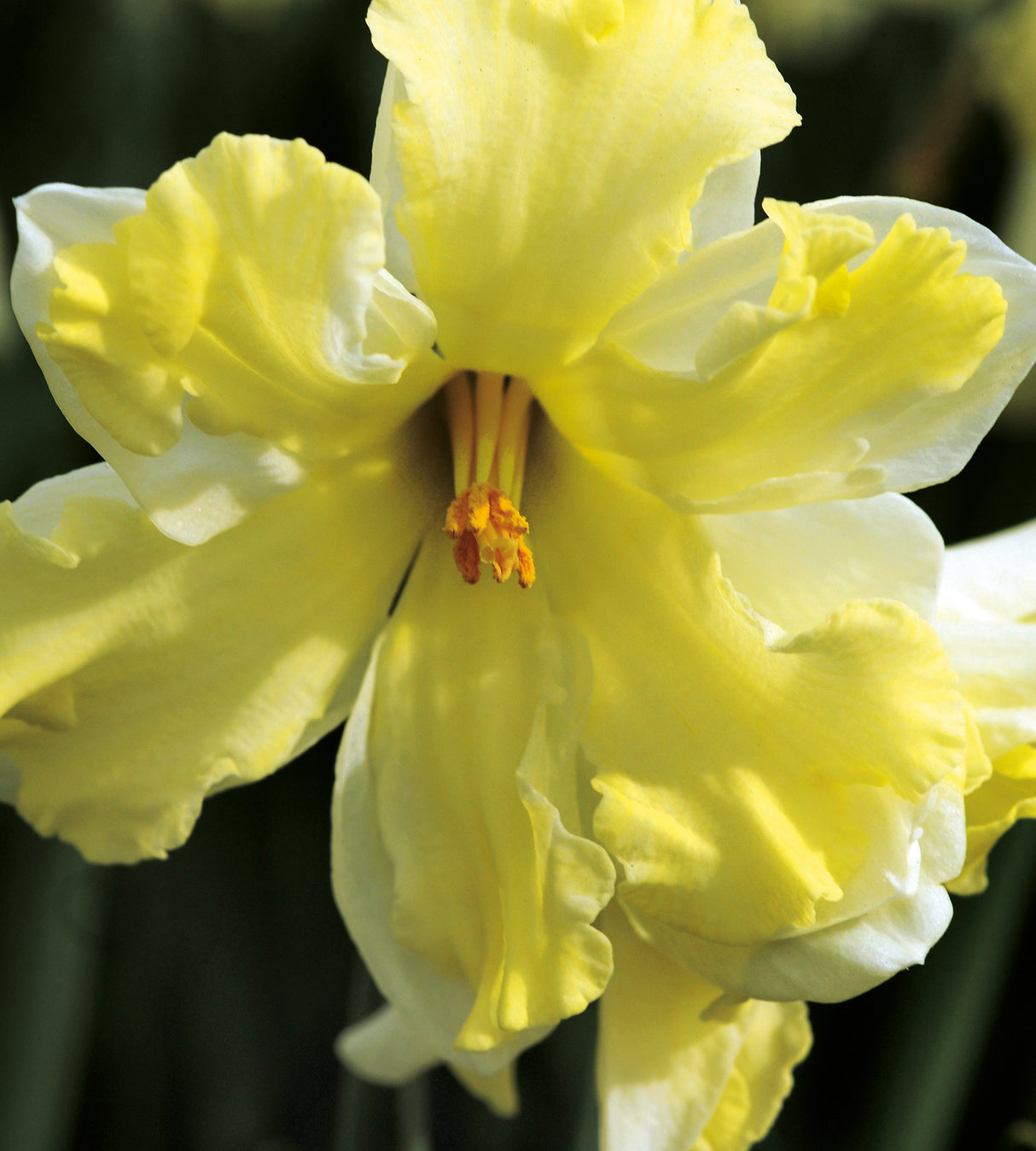 5 kpl Narsissi ’Banana Splash’