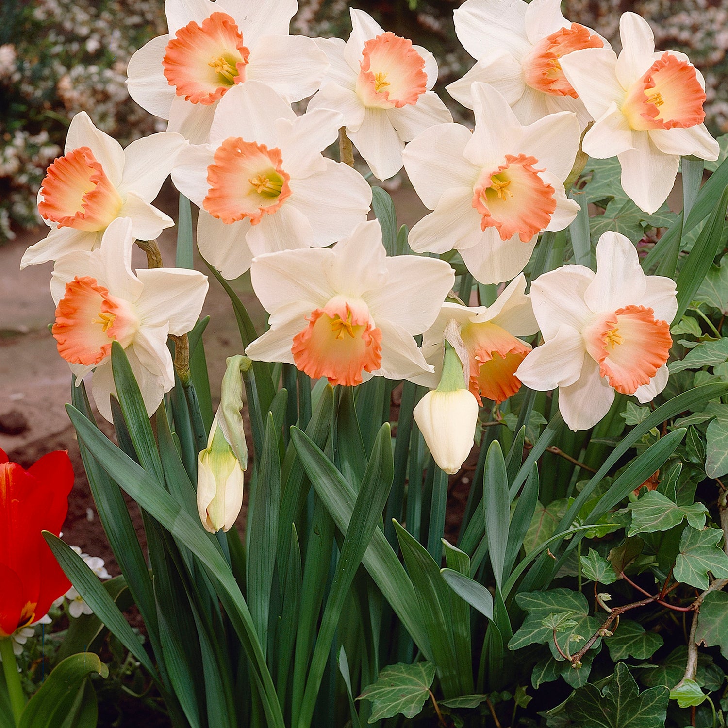 10 kpl Narsissi ’Pink Charm’