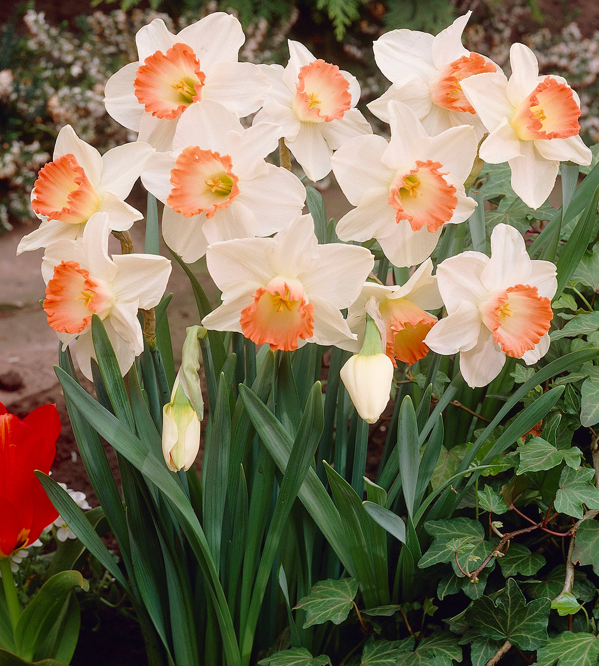 10 kpl Narsissi ’Pink Charm’