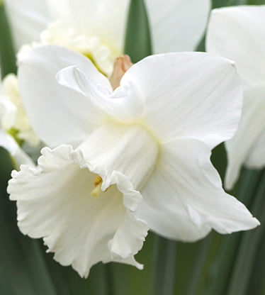 30 kpl Narsissi ’Ice Baby’