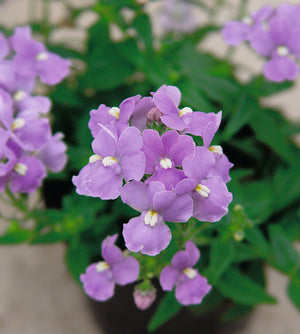 5 kpl Kohtalonkukka 'Nuvo Blue'