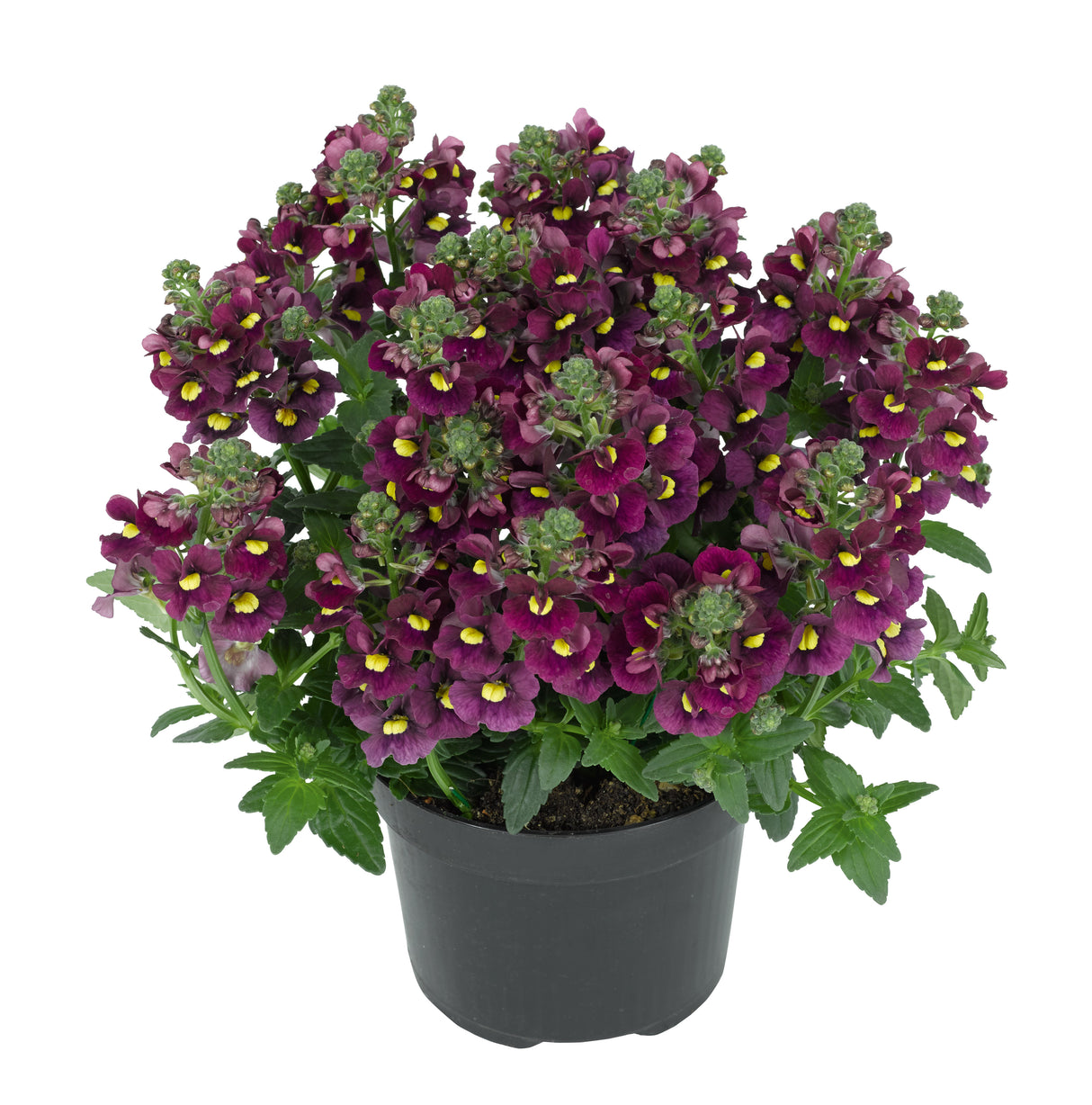 5 kpl Kohtalonkukka 'Nuvo Carmine'