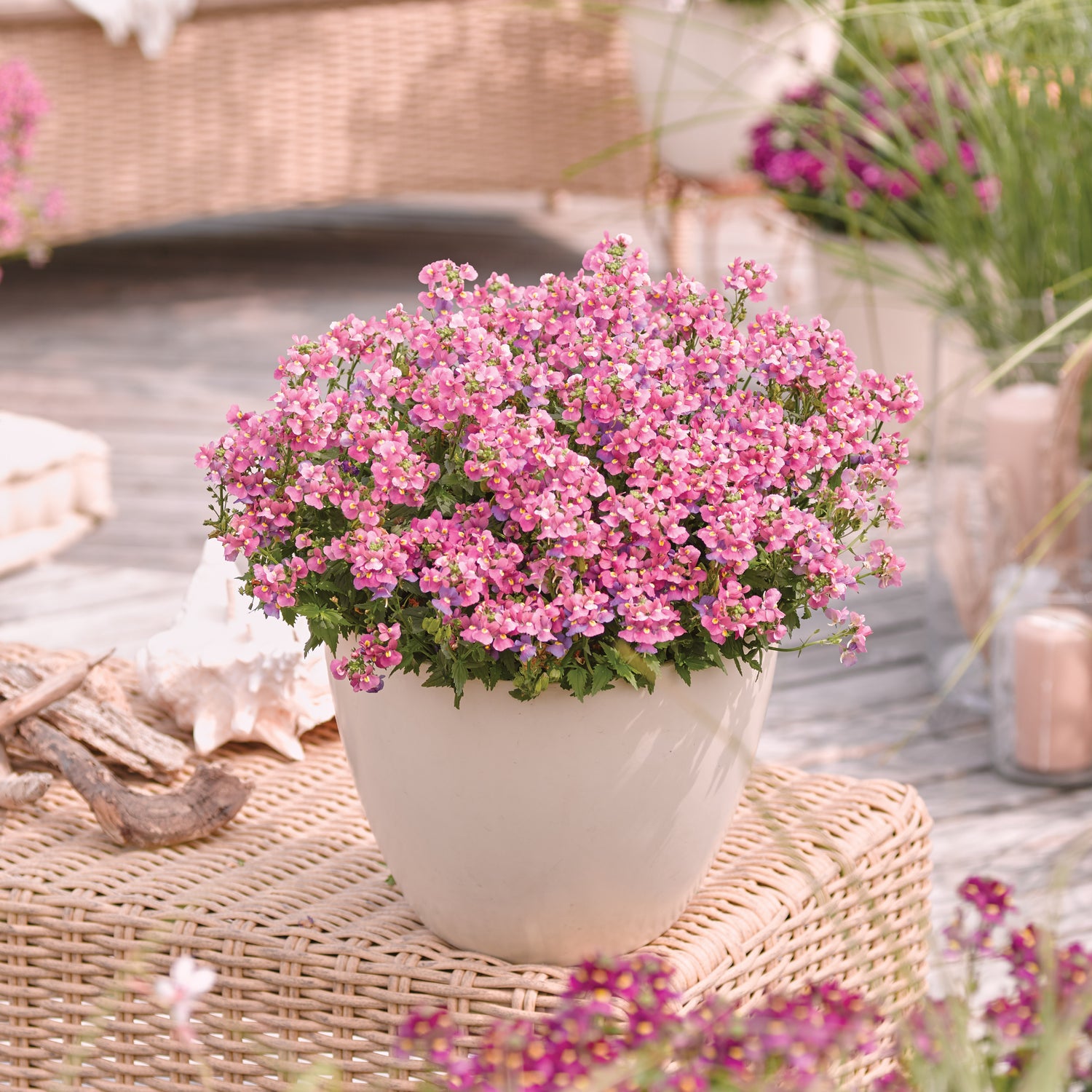 5 kpl Kohtalonkukka 'Nuvo Rose'