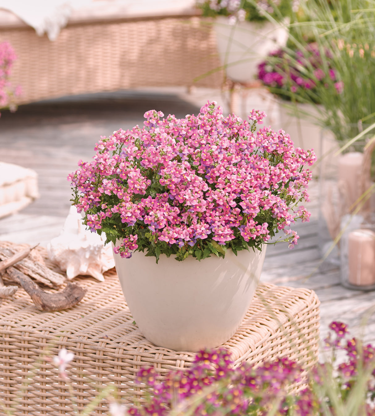 5 kpl Kohtalonkukka 'Nuvo Rose'