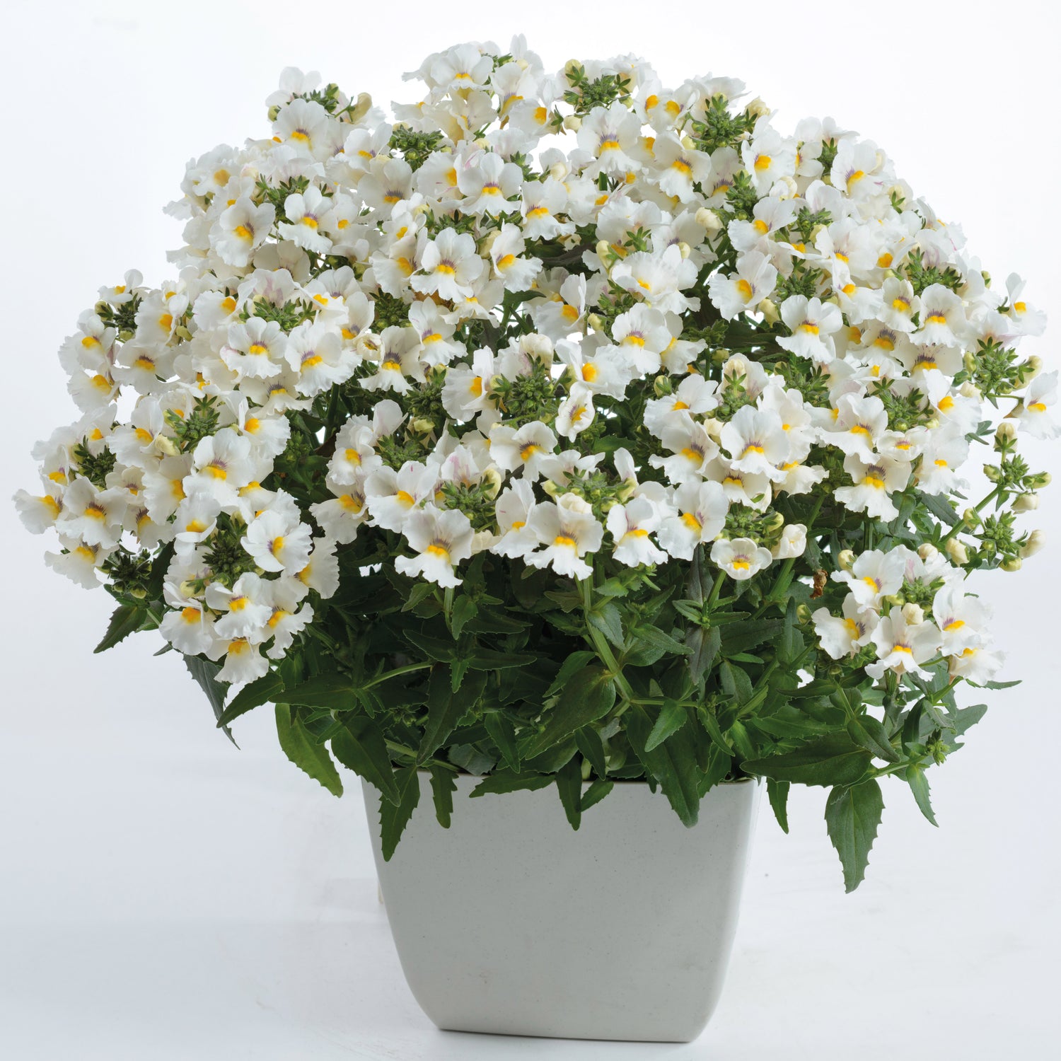 5 kpl Kohtalonkukka 'Nuvo White'