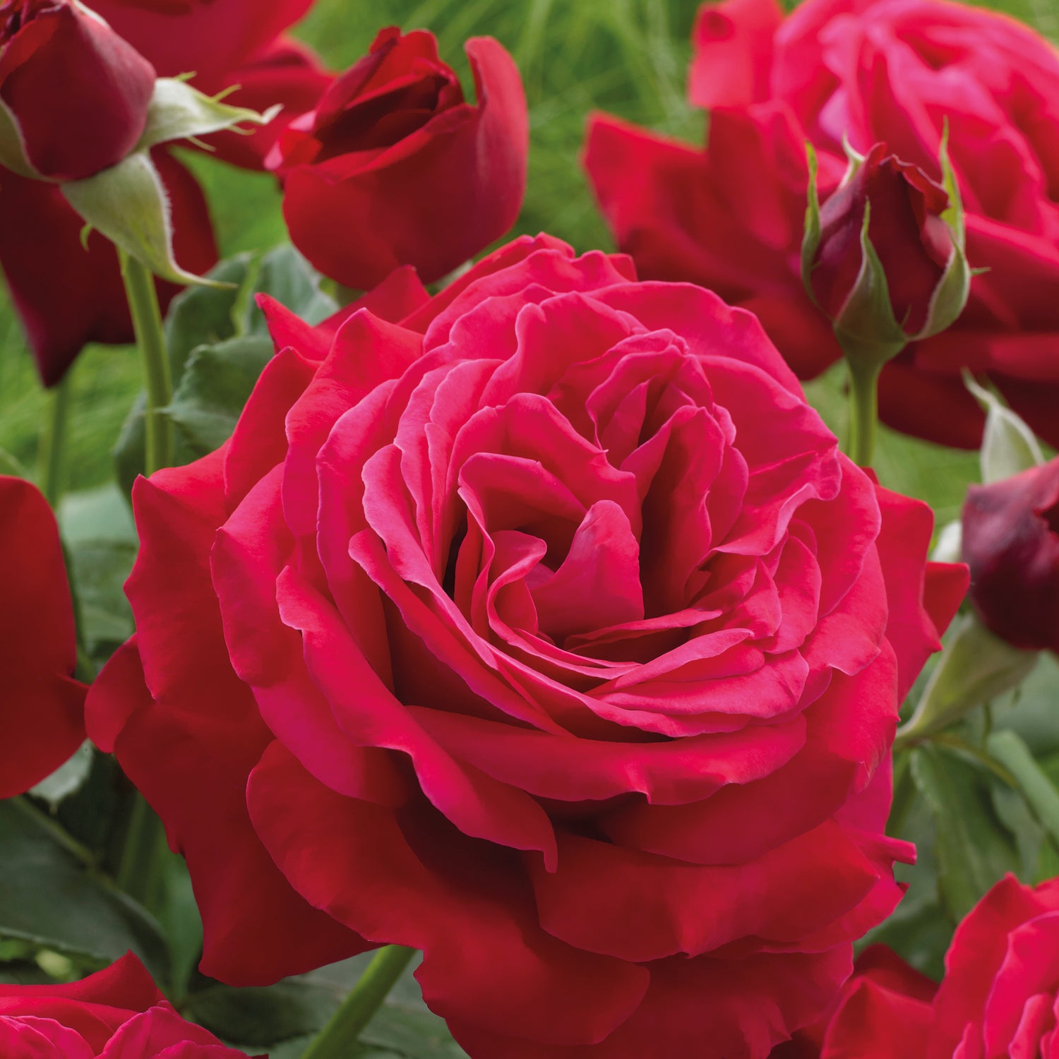 1 kpl Ruusu ’Dame De Coeur’