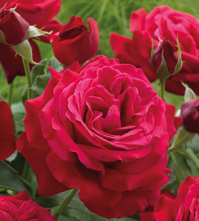3 kpl Ruusu ’Dame De Coeur’