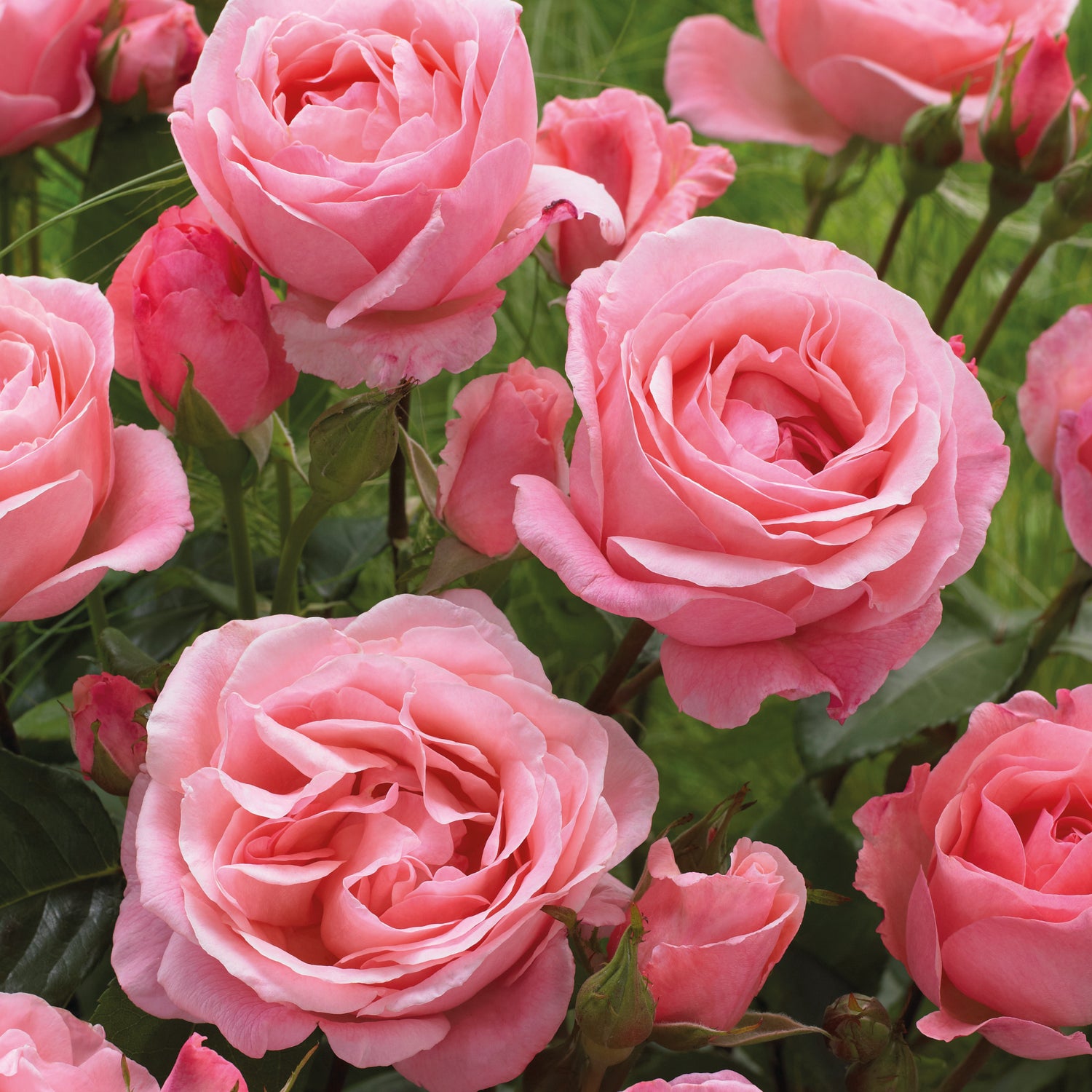 1 kpl Ruusu ’Queen Elisabeth’