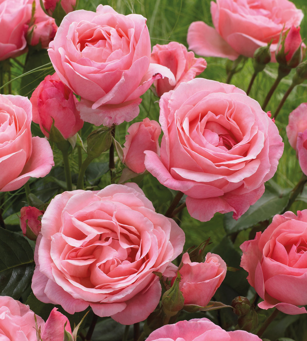 3 kpl Ruusu ’Queen Elisabeth’