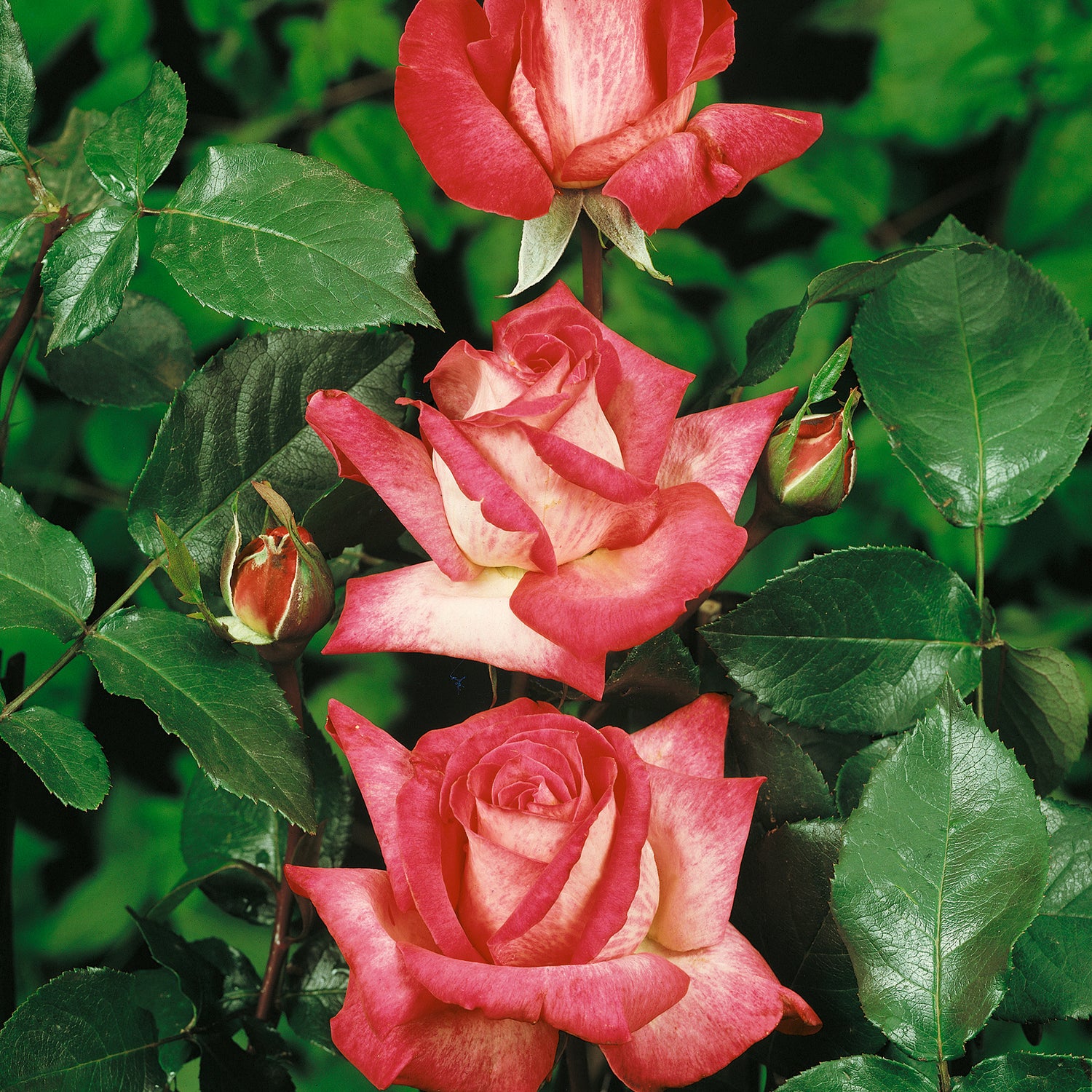 1 kpl Ruusu 'Bicolor Rose'