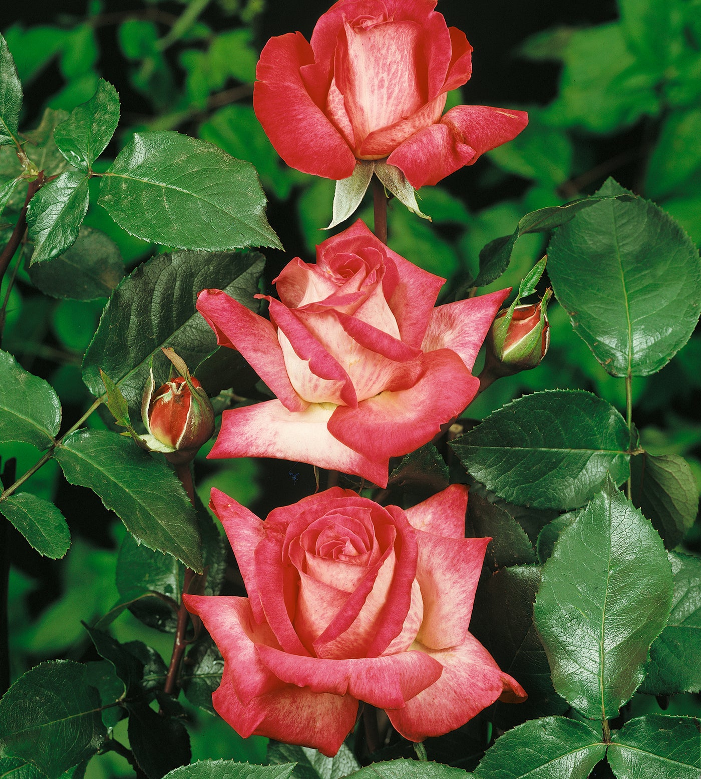 1 kpl Ruusu 'Bicolor Rose'