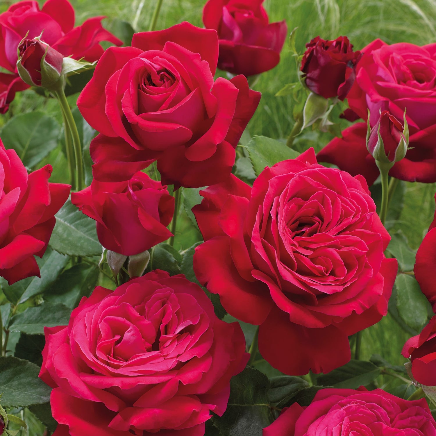 1 kpl Ruusu ’Dame De Coeur’