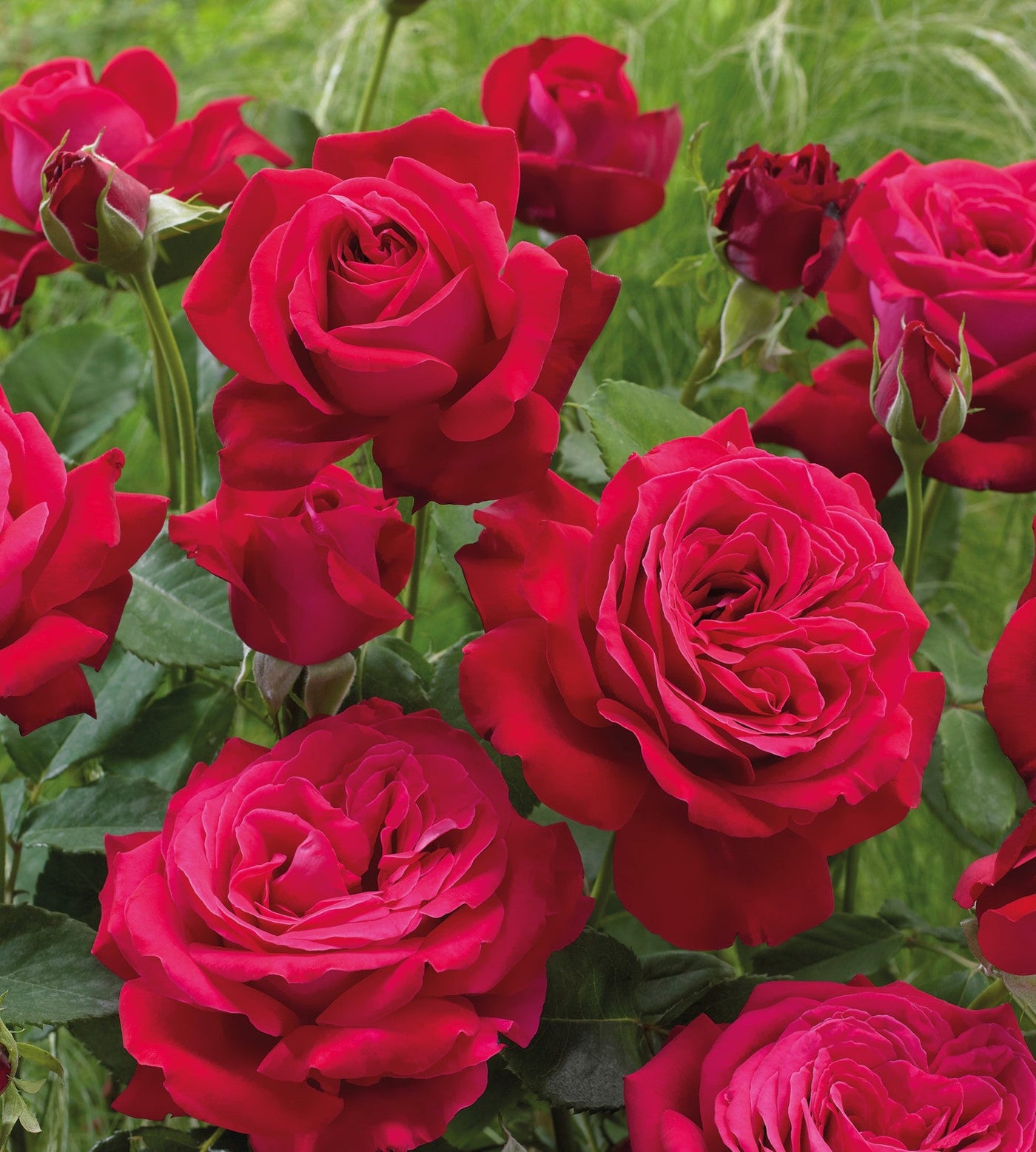 3 kpl Ruusu ’Dame De Coeur’