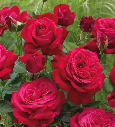 3 kpl Ruusu ’Dame De Coeur’
