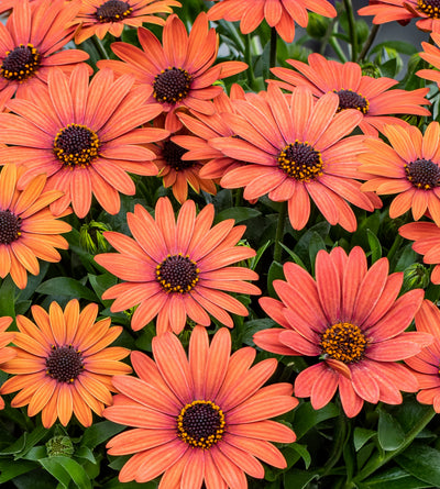 4 kpl Tähtisilmä ’Orange Brique’