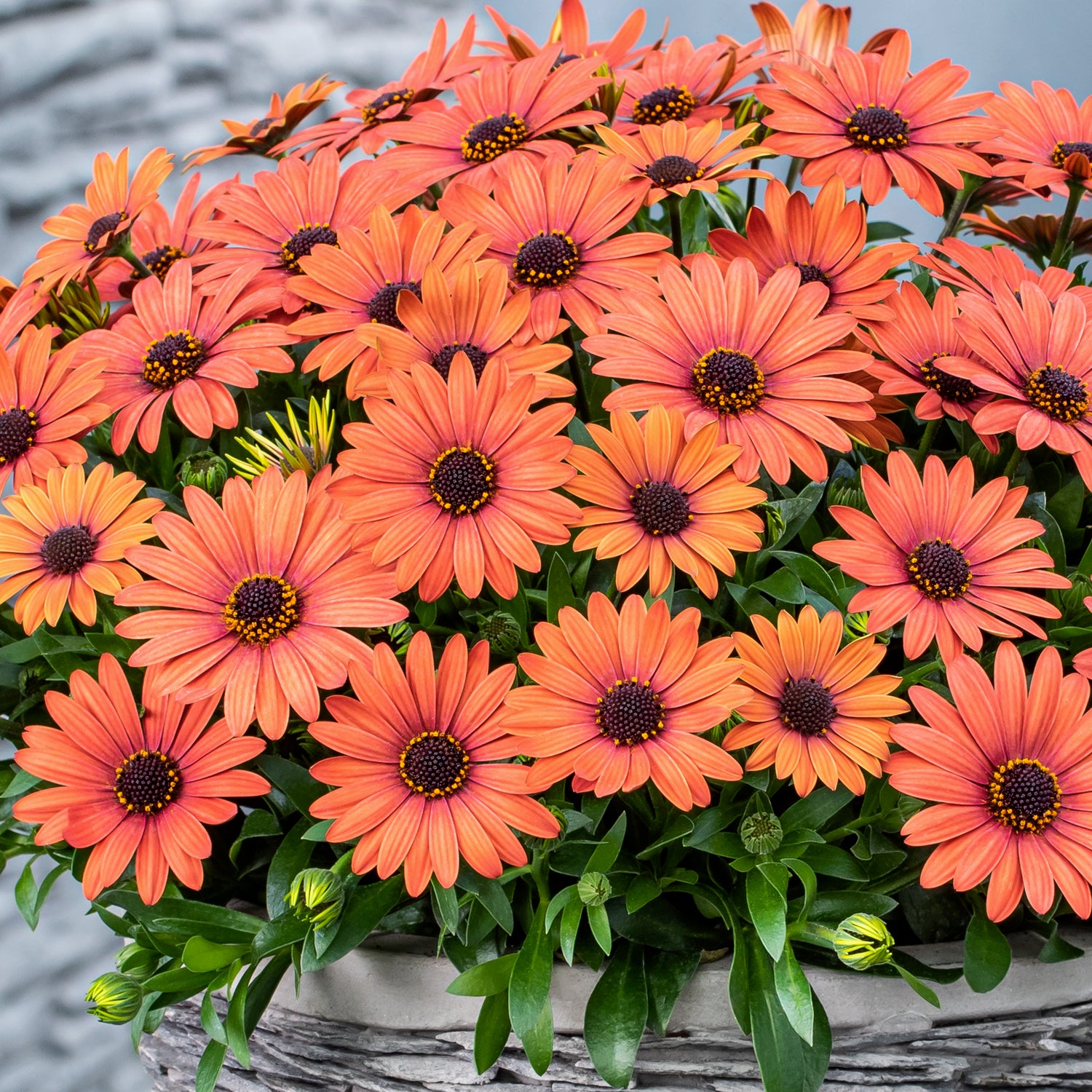 Tähtisilmä ’Orange Brique’ 4 kpl