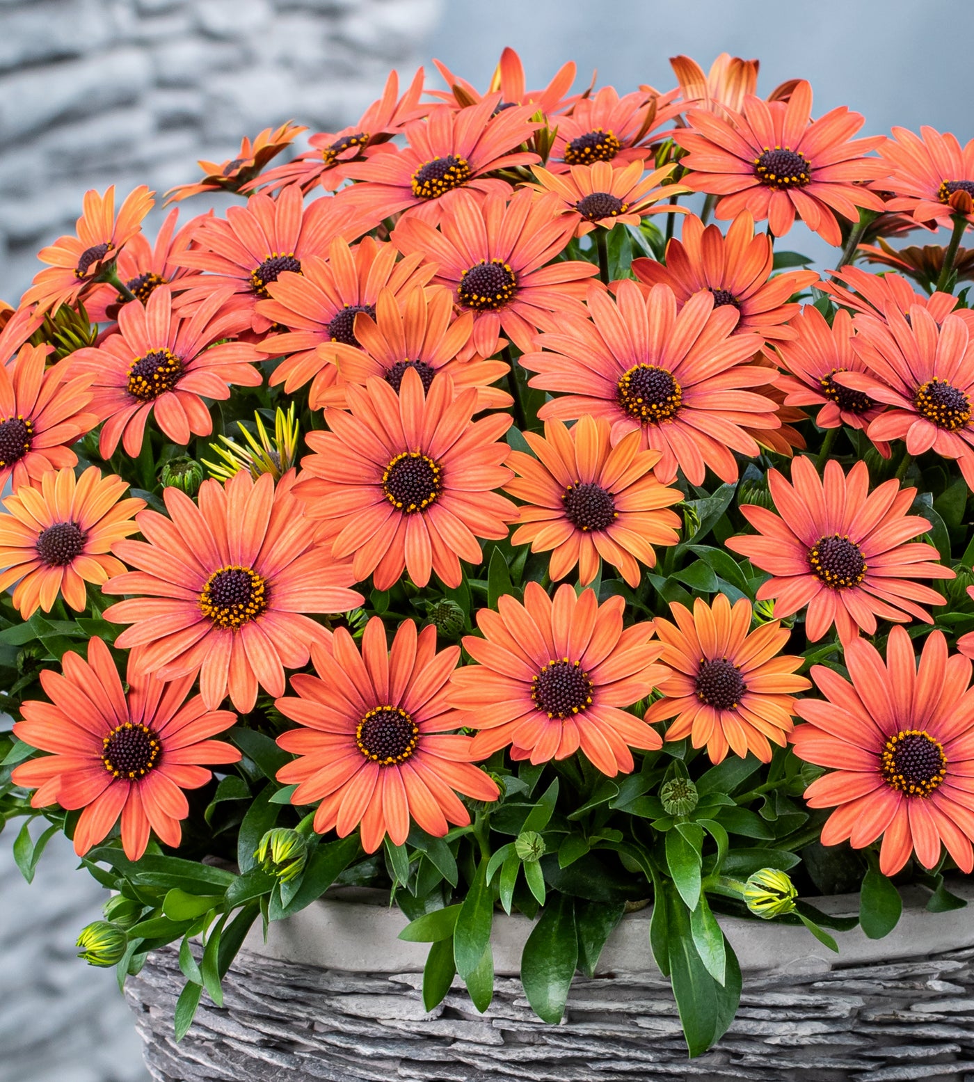 4 kpl Tähtisilmä ’Orange Brique’