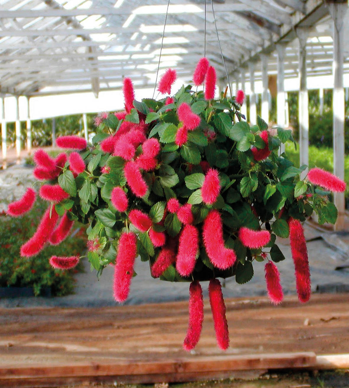 Kissanhäntä ’Firetail’ 3 kpl