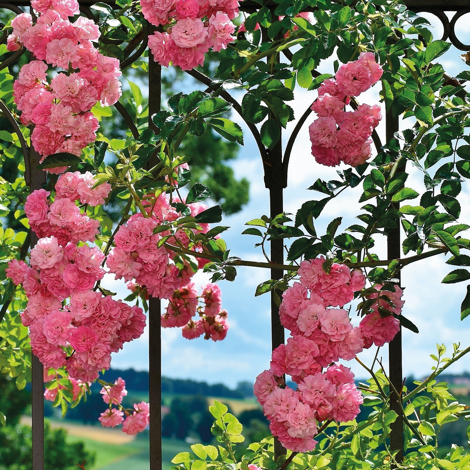 1 kpl Köynnösruusu ’Blossome Time’