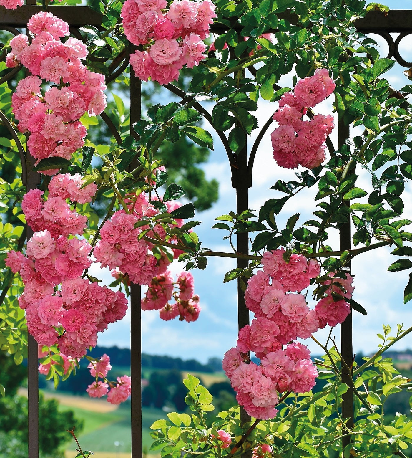 1 kpl Köynnösruusu ’Blossome Time’