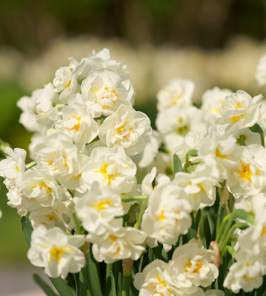 15 kpl Narsissi ’Erlicheer’