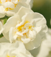 10 kpl Narsissi ’Bridal Crown’