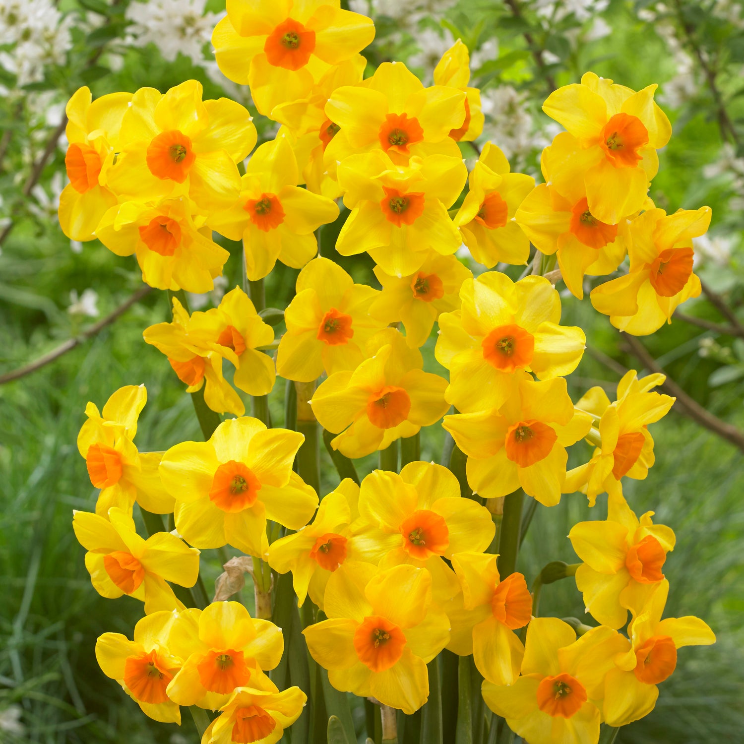 10 kpl Narsissi ’Martinette’