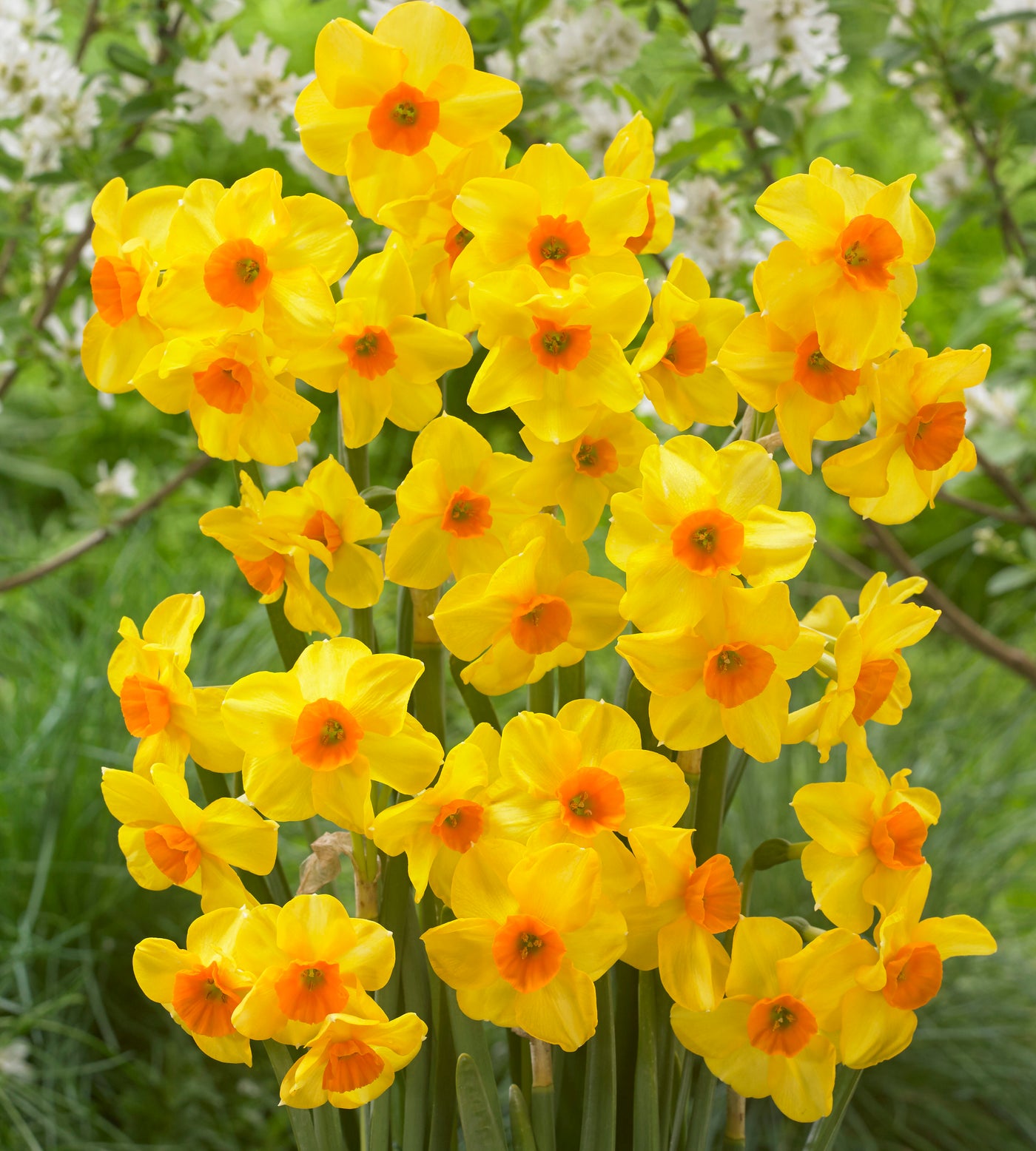 10 kpl Narsissi ’Martinette’
