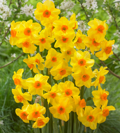 10 kpl Narsissi ’Martinette’