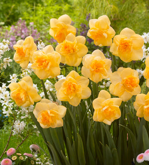 15 kpl Narsissi 'Orange Juice'