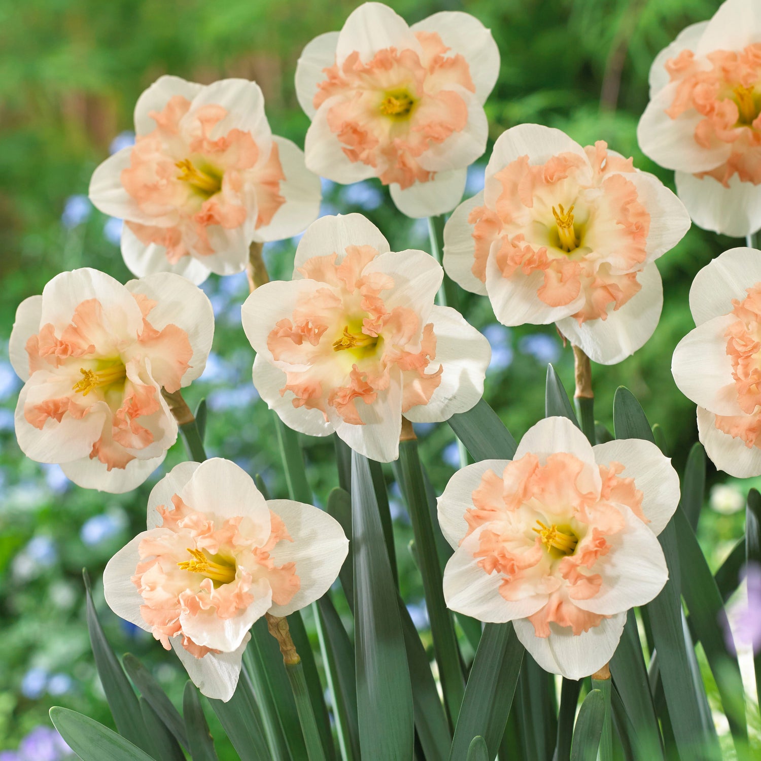 15 kpl Narsissi ’Pink Wonder’