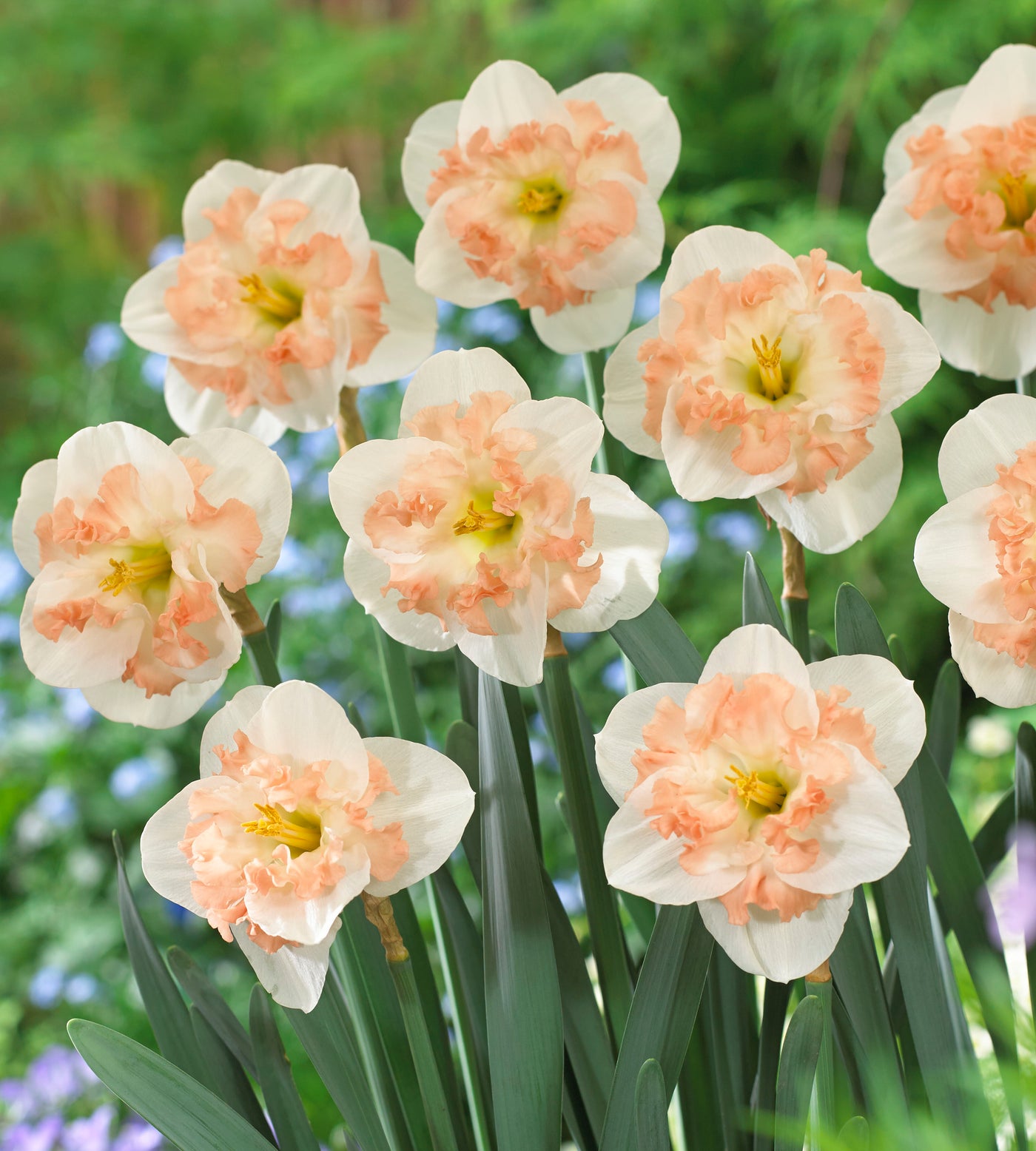 5 kpl Narsissi ’Pink Wonder’