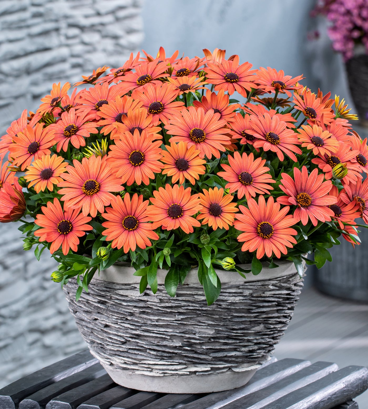 4 kpl Tähtisilmä ’Orange Brique’