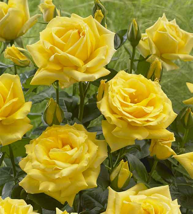 1 kpl Ruusu ’Gold Star’