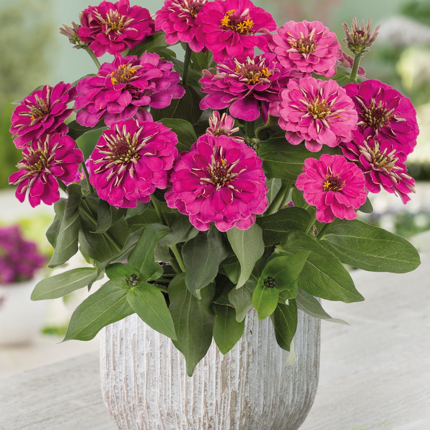6 kpl Isozinnia ’Zen Rose’