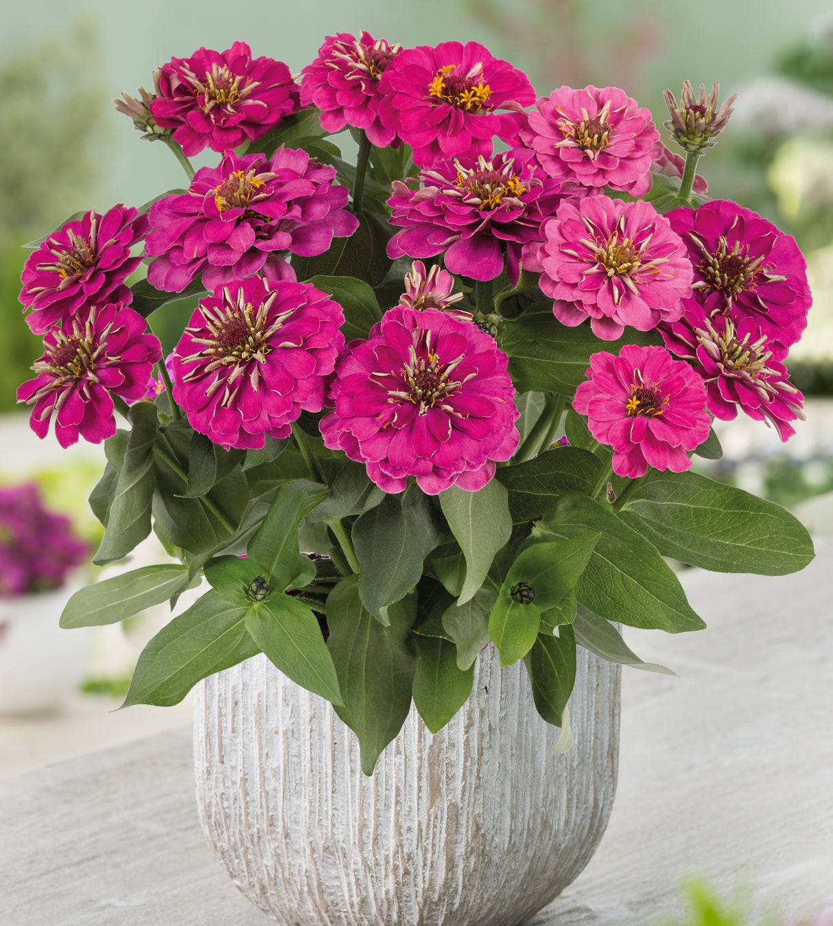 6 kpl Isozinnia ’Zen Rose’
