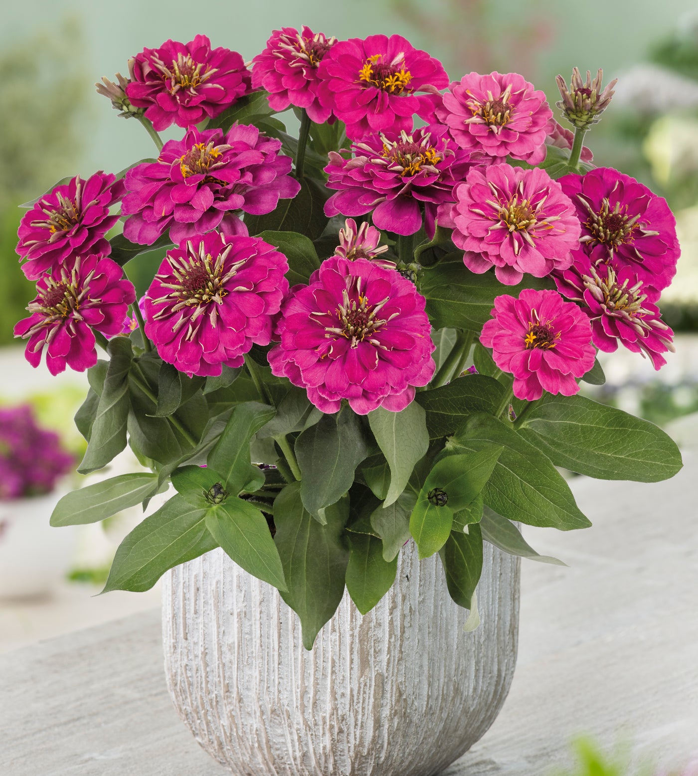6 kpl Isozinnia ’Zen Rose’