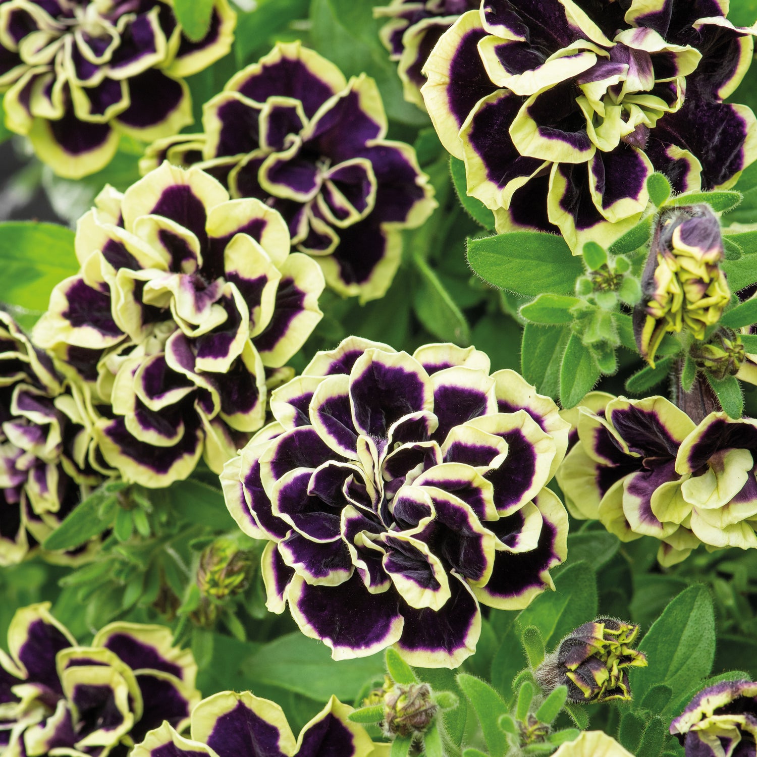 4 kpl Petunia ’Midnight Gold’